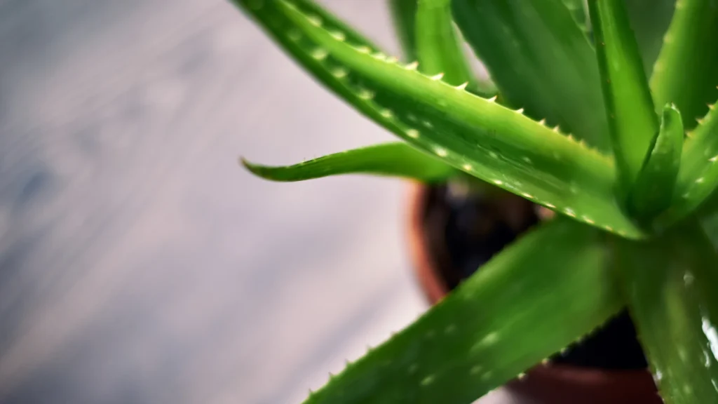 Aloe Vera