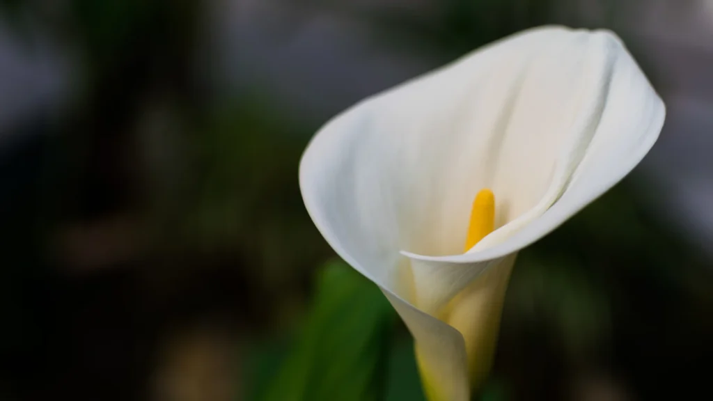 Peace Lily (Spathiphyllum)